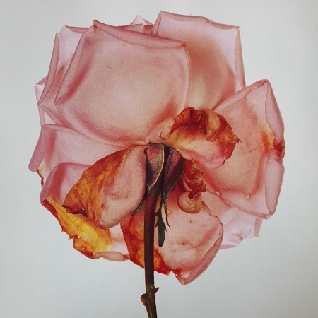 Irving Penn [SIGNED]